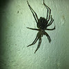 house spider(with babies)