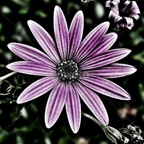 Spring Bloom by Carey Carter - Instagram & Mobile Other