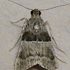 Lespedeza Webworm Moth