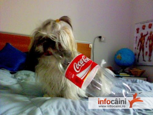 Always coca-cola