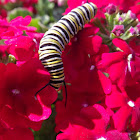 Monarch caterpillar