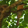 Vanikoro Broadbill at nest