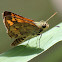 Orange Dart Butterfly