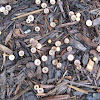 pleated bird's nest fungus