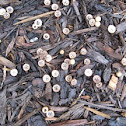 pleated bird's nest fungus