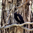 Satin Bower Bird (male)