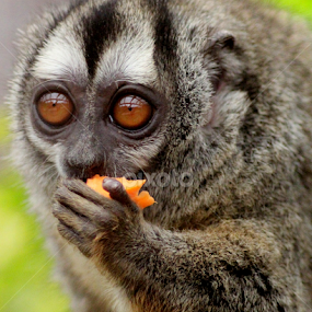 Douroucouli Monkey by Ralph Harvey - Animals Other Mammals