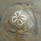 Moon jellyfish