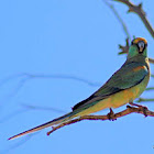 Female Mulga Parrot