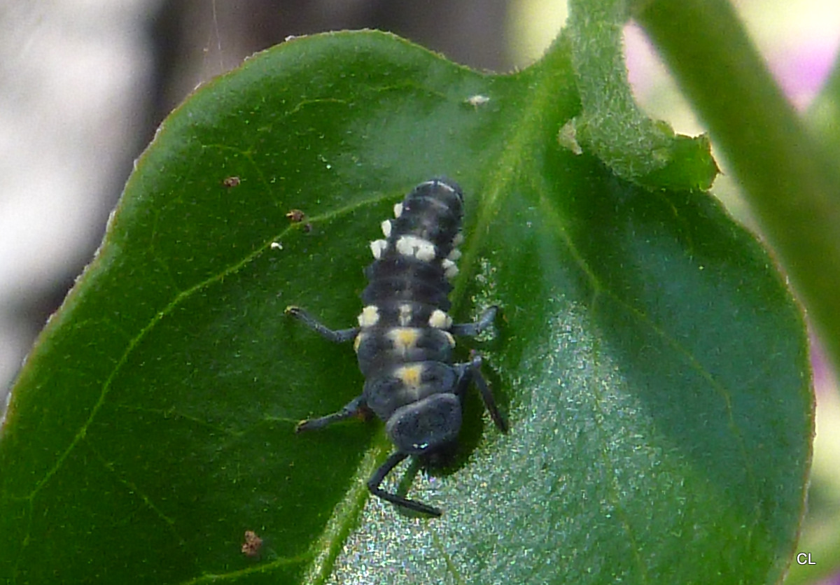 Lady Bug Larvae
