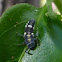 Lady Bug Larvae
