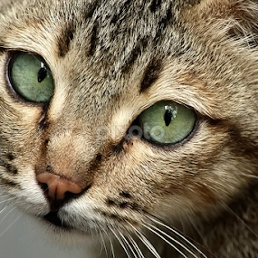 love me please... by Ateddi S - Animals - Cats Portraits