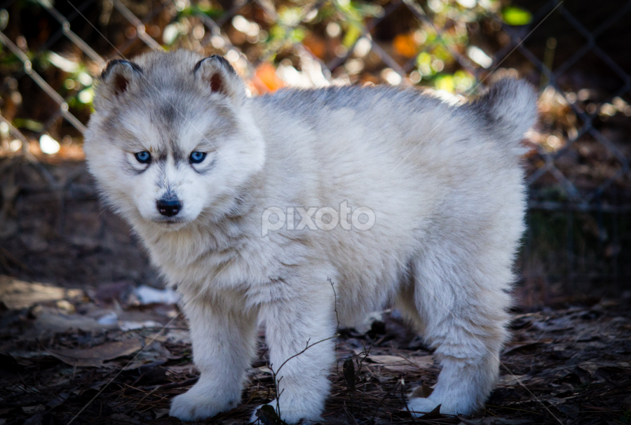 images of baby puppies