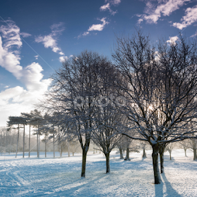 by Simon Trott - Nature Up Close Trees & Bushes