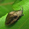 Bronze Tortoise beetle