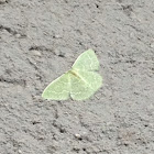 Eastern Wavy-lined Emerald