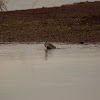 yellowlegs