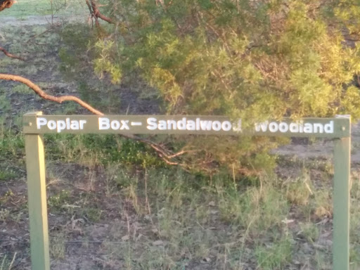 Poplar Box Sandalwood Woodland
