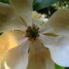 Sweetbay magnolia