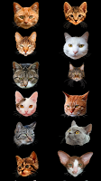 Captura de pantalla de Cat Head Photo Booth APK #3