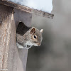 Eastern Gray Squirrel