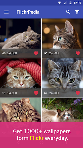 Cat Flickr Wallpapers