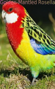 Nice Birds 2 FREE - náhled