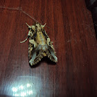 Oriental Leafworm Moth