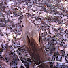 Beaver teeth marks on trunk