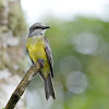 golden crowned flycatcher