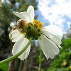 Crab spider