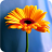 Flowers mobile app icon