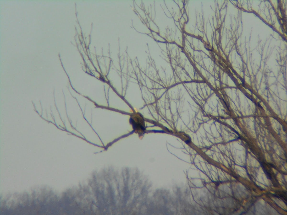 Bald Eagle