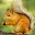 Animals World by Maviay® Download on Windows