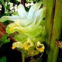 Tumeric Flower