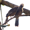 The Yellow-billed Babbler