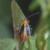 Four-lined Plant Bug, nymph late instar