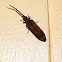Reticulated Beetle