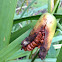 Flag Iris Seed Pod