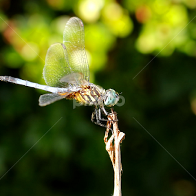 Balancing Act by Jennifer Wheatley-Wolf - Animals Insects & Spiders