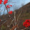 North American Mountain Ash Tree