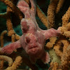 Giant Frogfish, Juvenile