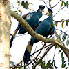 Great Blue Turaco