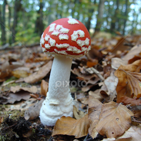 Amanita muscaria by Babica Slez - Nature Up Close Mushrooms & Fungi