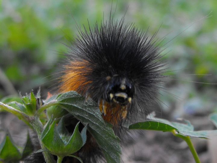 Salt Marsh Moth (Caterpillar)