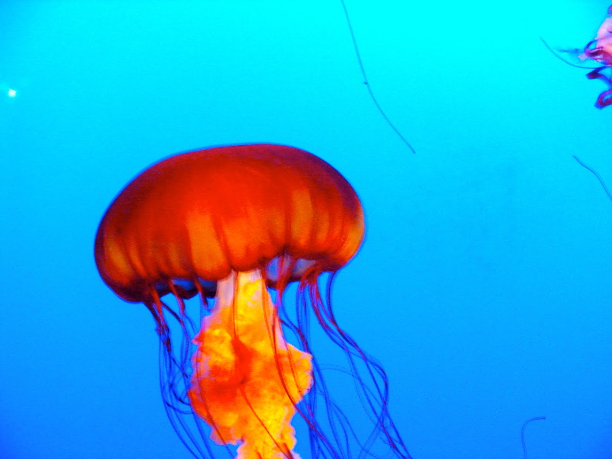 Lions Mane Jellyfish