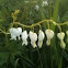 White bleeding hearts