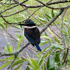 New Zealand Kingfisher