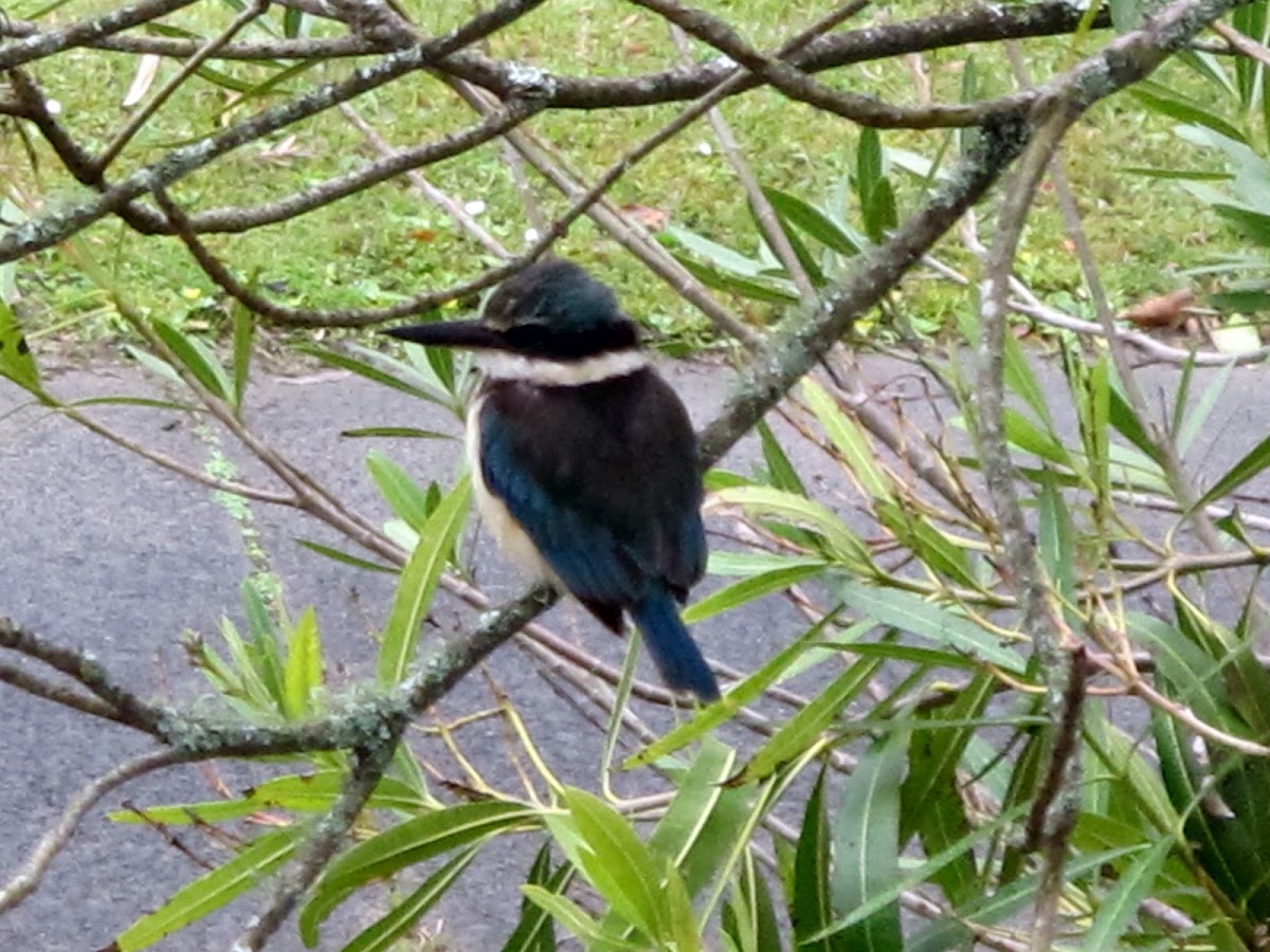 New Zealand Kingfisher