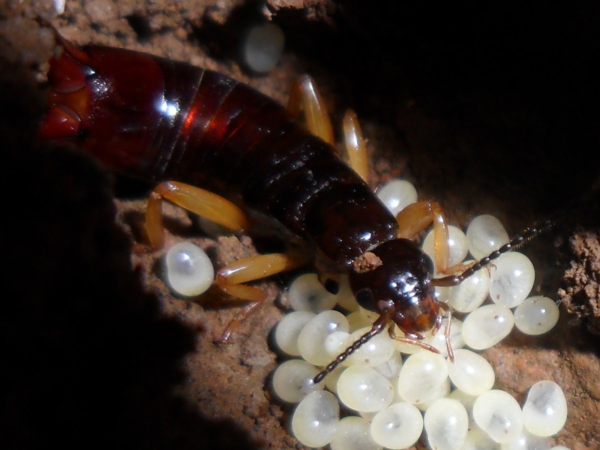 female common earwig